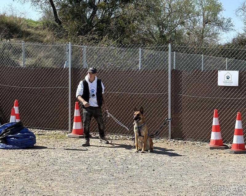 Clase de obediencia canina en Dormidog